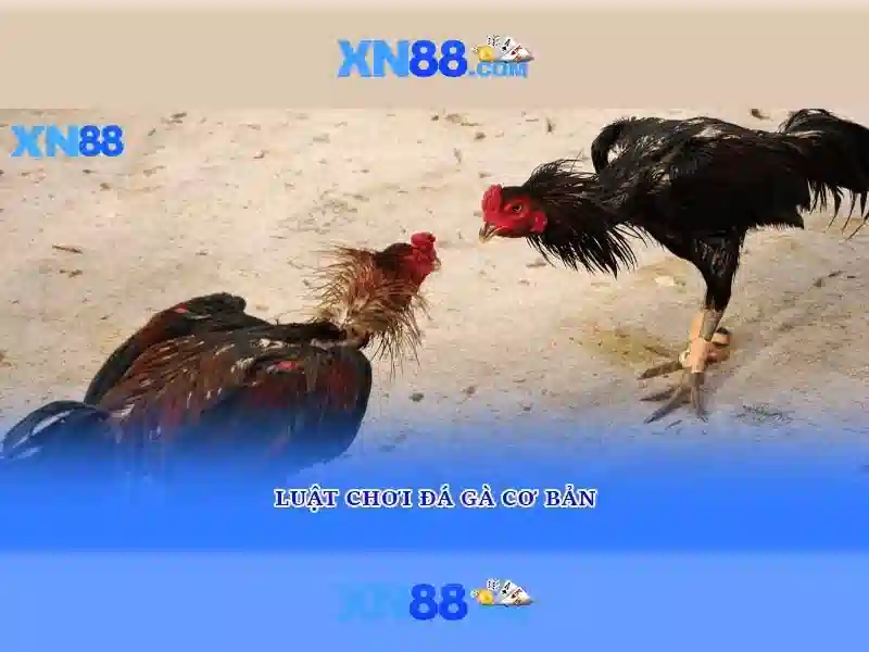 💎keo nha cai nam my💎