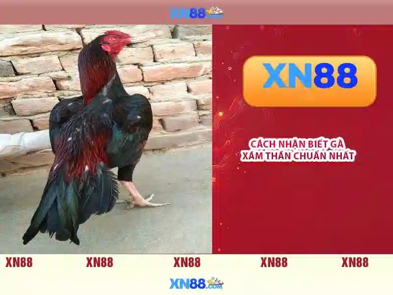 💎đánh bạc ở hải dương💎