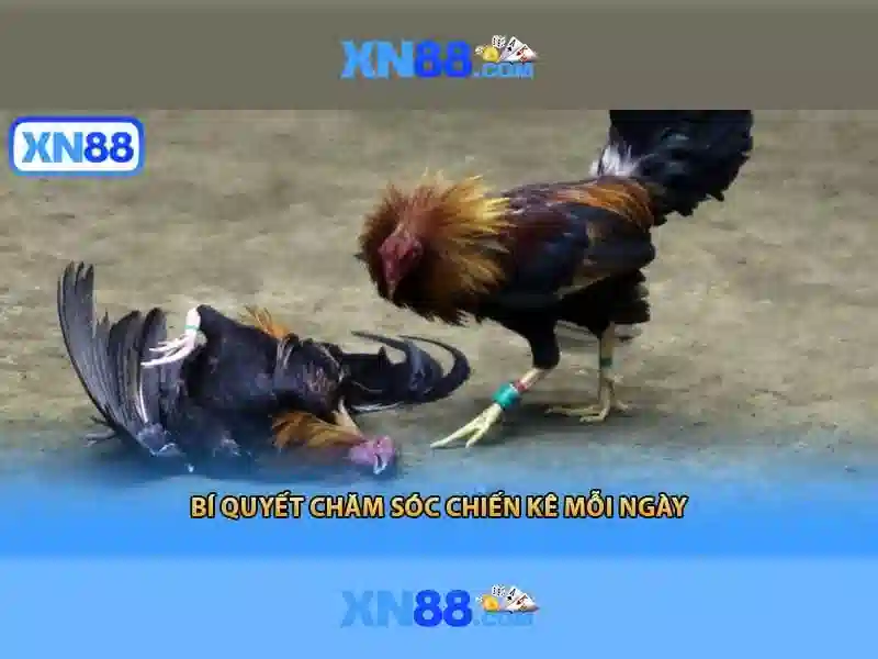 💎xn88 đánh giá💎