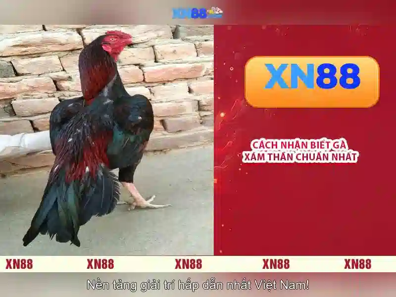 💎phân tích bài thơ đánh bạc của hồ chí minh💎