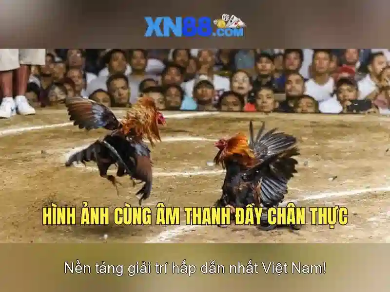 💎bản án đánh bạc online💎