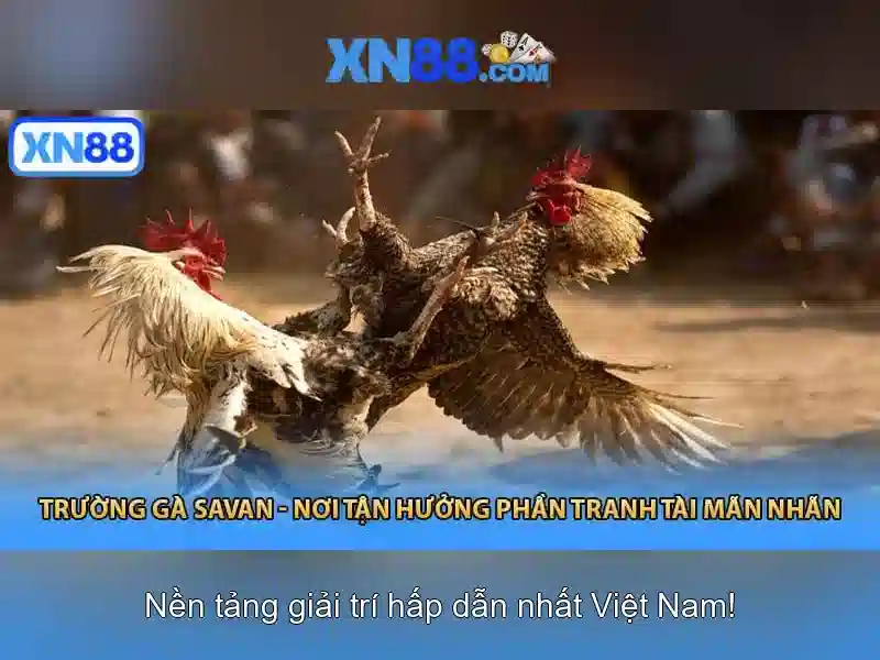 💎các trang cá cược nước ngoài💎