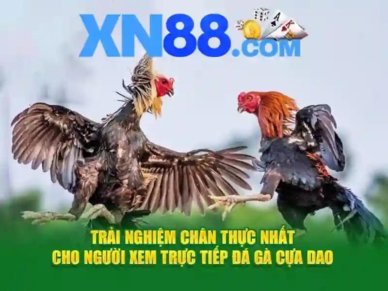 💎tỉ lệ cá cuoc💎