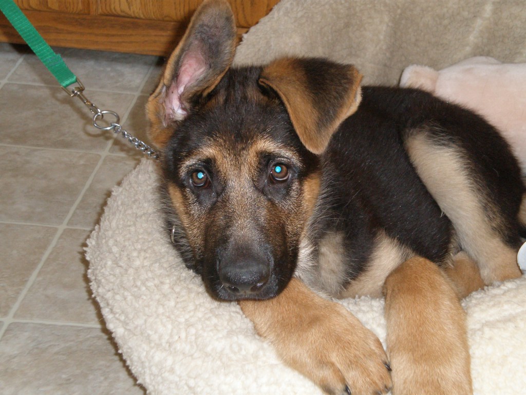 Close-up of a German Shepherd pup with one ear flopping over